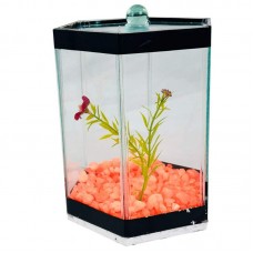 BETEIRA SEXTAVADA Nº2 DECORADA