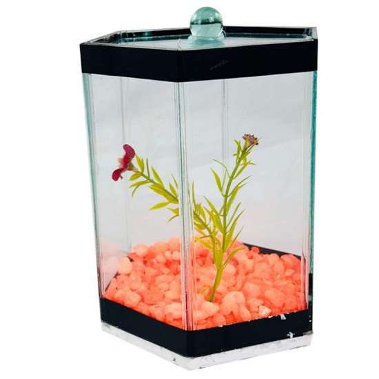 BETEIRA SEXTAVADA Nº2 DECORADA